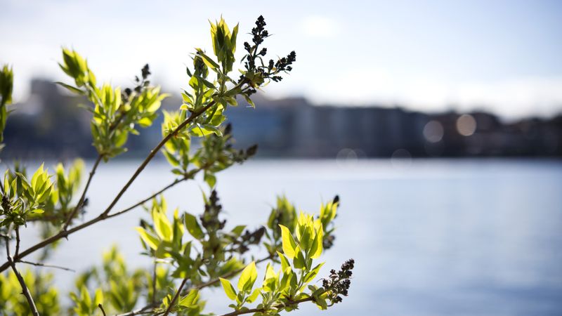 Ständig vår för avknoppningar - a00c6a83-9768-4ac8-a6ab-c88aa5e8d4a8fitcroph450q80upscaletruew800s89dcfe942b0d2de32ec51e0c383f0540a1ca1145