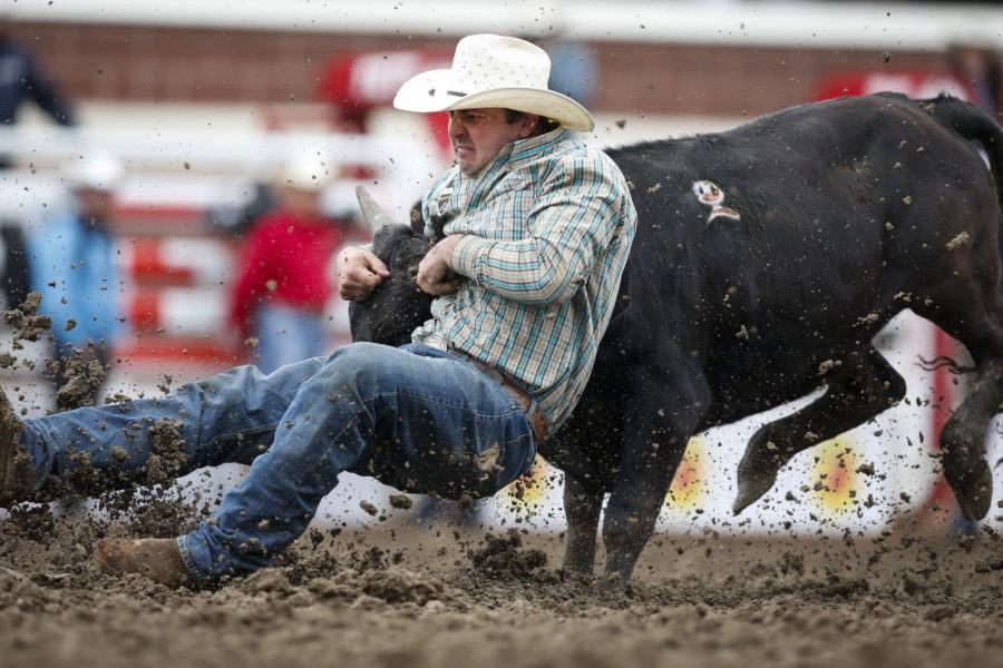 Tuffa jänkare brottar ner tjuriga Europa - Calgary Stampede