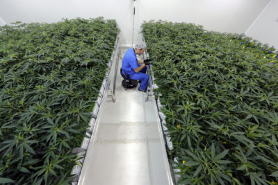 Louisiana Medical Marijuana