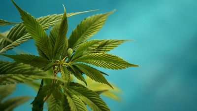 cannabis-700_binary_6950789.jpg