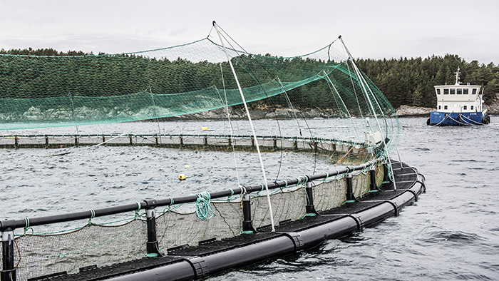 Salmar avser lägga bud på NTS värt 15,1 miljarder norska kronor - laxodling-700_binary_6966202.png