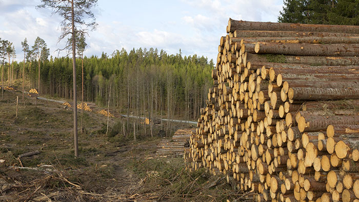 Så tror analytikerna om Stora Ensos rapport - massaved-virke-skog-700_binary_6956281.jpg