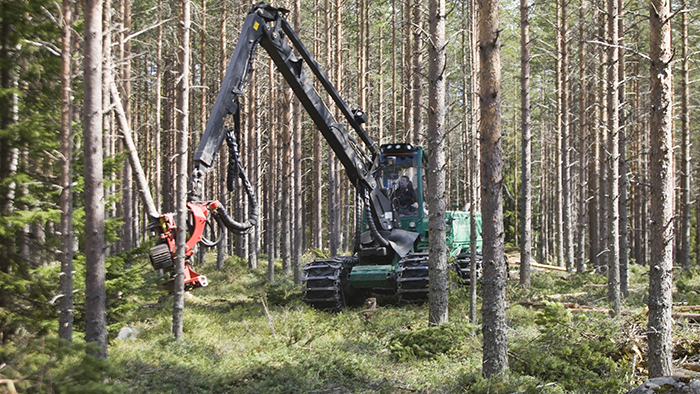 Skogsfonder står stadigt - skog-skogsavverkning-700_binary_6966210.png
