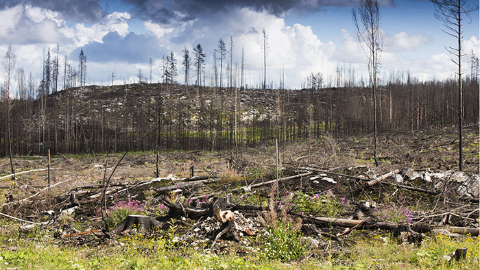 Maskinentreprenör döms för skogsbrand – Stora Enso frias - skogsbrand-vastmanland-700_binary_6981216.jpg