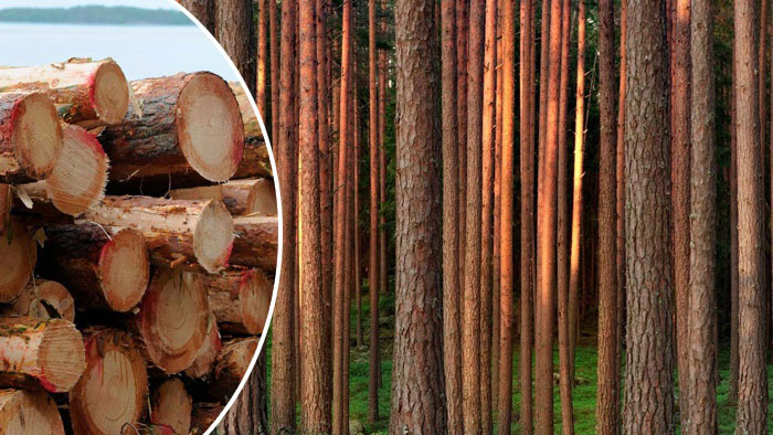Stora Enso säljer skogsmark i Halland för 940 miljoner kronor - stora-enso-skog-700_binary_6947533.jpg