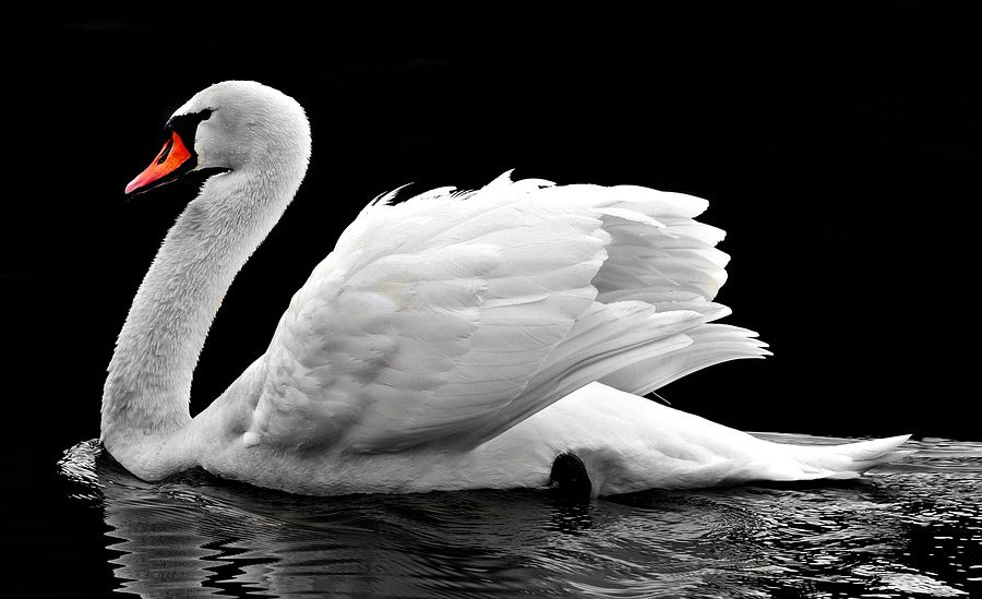 Vita svanar och fula ankungar - swan-2107052_960_720_binary_6871934.jpg