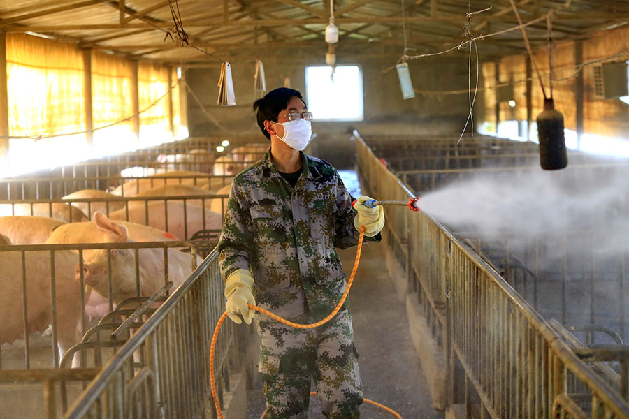 Varningen: Detta kan bli nästa pandemi - grisar-kina-influensa-900