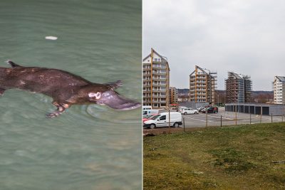 nabbdjur-skovde-900