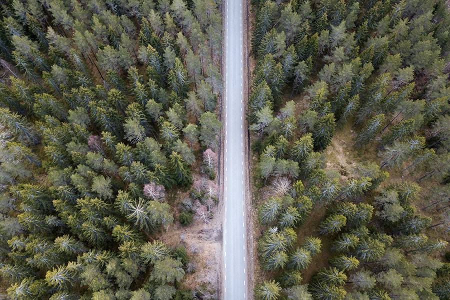 Klimator redovisar som väntat förlust - skog-vag-900