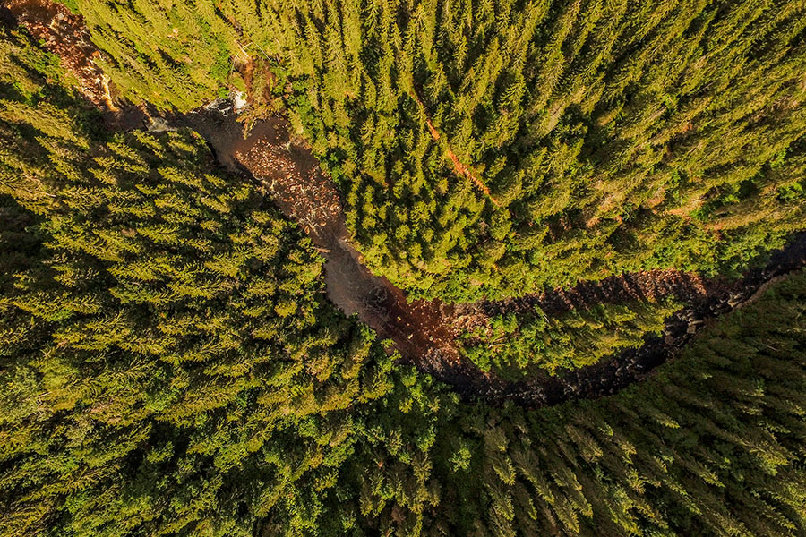 Toppnotering för skogsmarkspriser - skogen-900