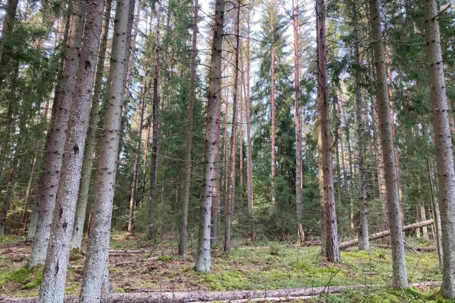 Defensivt med Latvian Forest - latvianforest