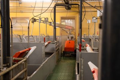 Envirologic: Dags för kycklingrace