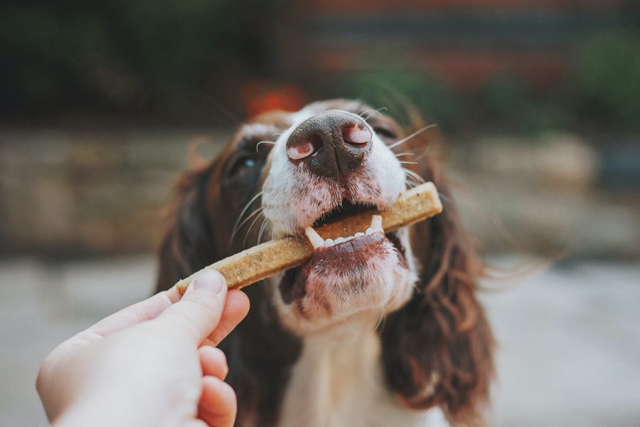 Swedencare ökar omsättning och vinst - hund hundgodis 1200