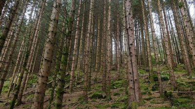 Latvian Forest