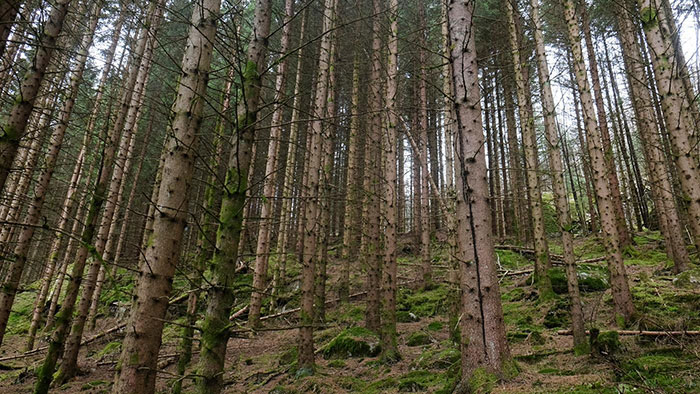 Flaggrockad i Latvians företrädesemission - Latvian Forest