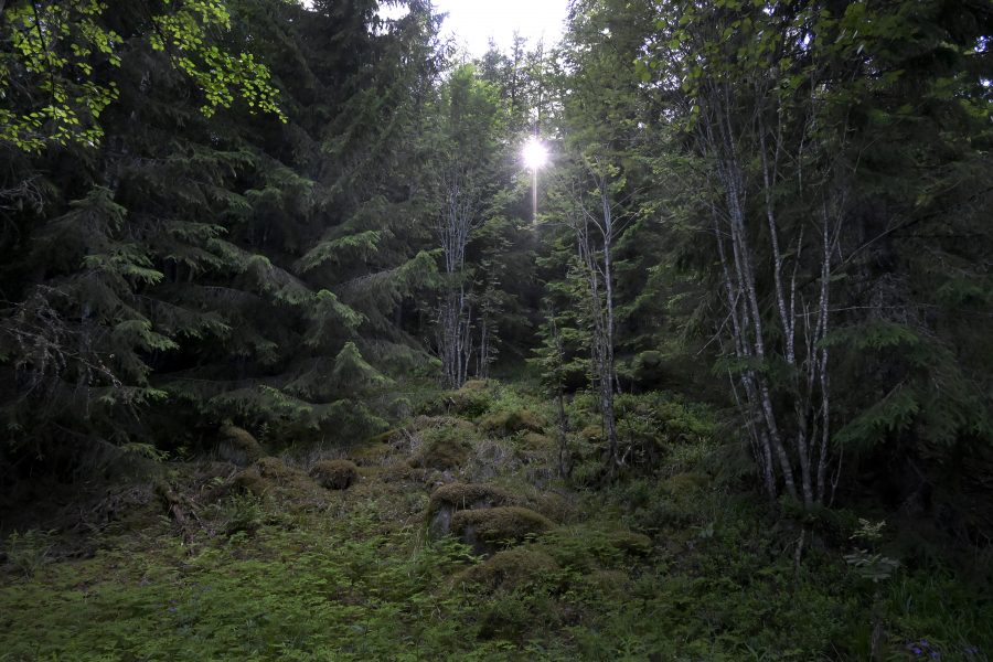 Roger Akelius skog