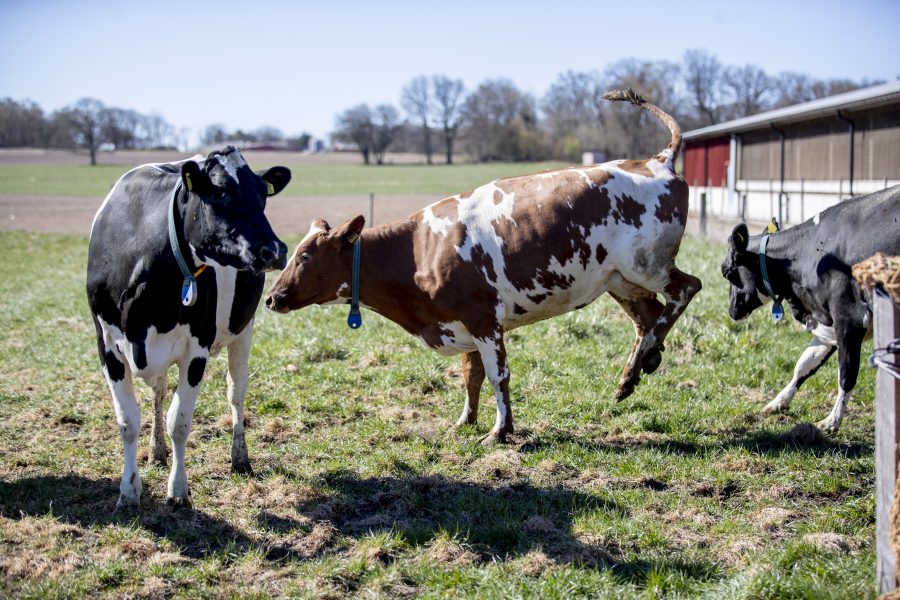 Arla sänker mjölkpriset för sina bönder - WEB_INRIKES