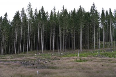 SCA minskar omsättningen