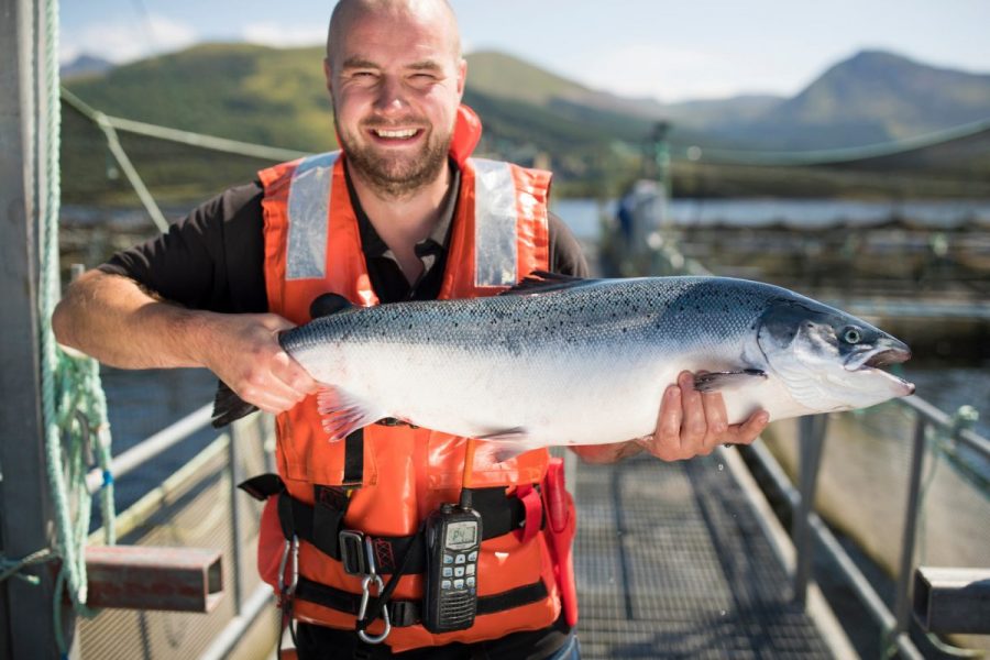 Mowi dubblar vinsten och sätter nytt omsättningsrekord - Andy-Martin-Farm-Manager