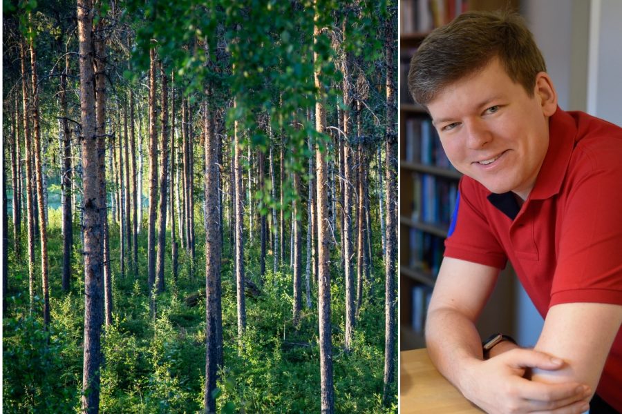 Jan Bolmesons roll i okända miljardbolaget – storägare i Storskogen - bolmeson-forest