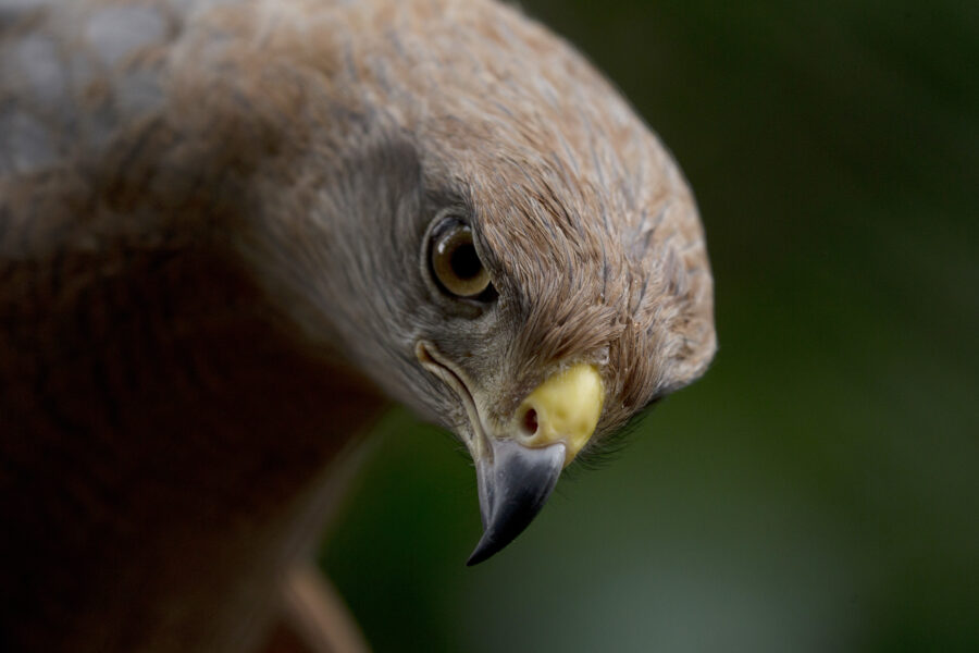 Börserna faller efter Powells hökaktiga budskap - Venezuela Rare Bird Rescue
