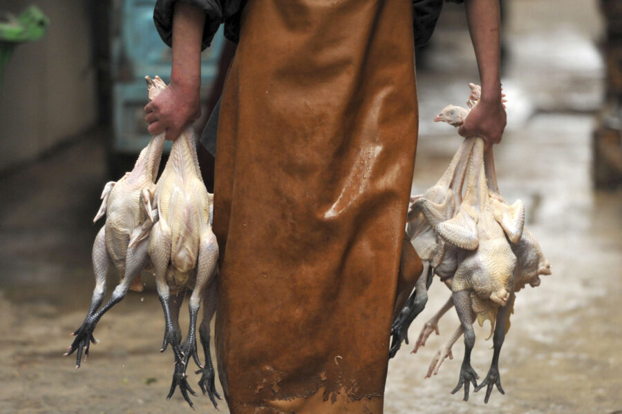 Första dödsfallet i Kina i nya fågelinfluensan - China Bird Flu