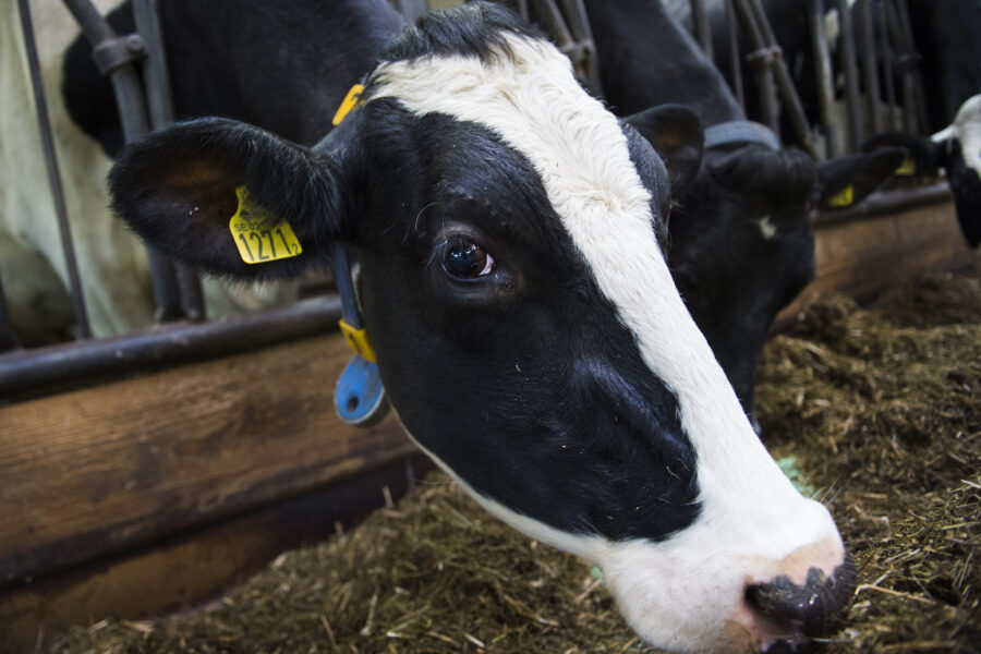 Mjölkpriset till Arlas bönder sänks ytterligare - WEB_INRIKES