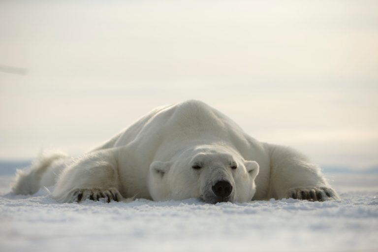 Norge vill bli först med metallutvinning i Norra ishavet - isbjorn-is-svalbard-medium_ww250220-768×512