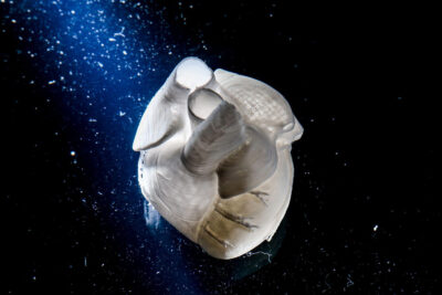 Heart-Lifeink-photo Bico