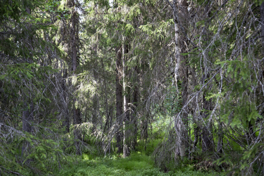 ”Akelius-effekten på den svenska skogsfastighetsmarknaden är över” - WEB_INRIKES