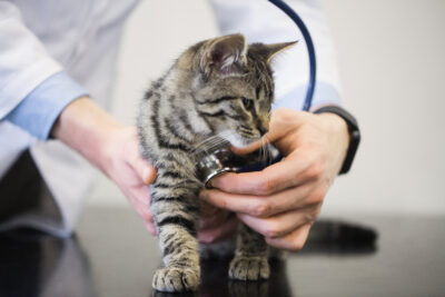 veterinary-services-cat