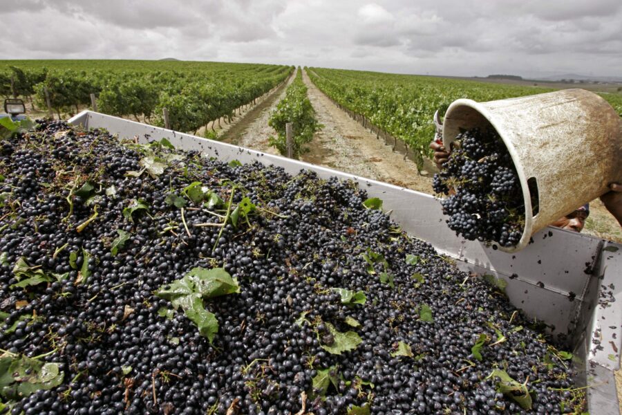 Viva Wine Group slår samman två dotterbolag – blir Morningstar Brands - APTOPIX SOUTH AFRICA WINE BOOM