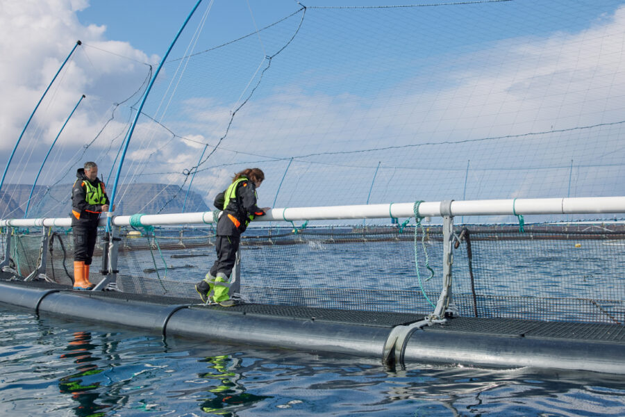 Icelandic Salmon: Kvalitet under uppfödning - front_5