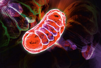 3d rendered Digital illustration of Mitochondria in colour backg