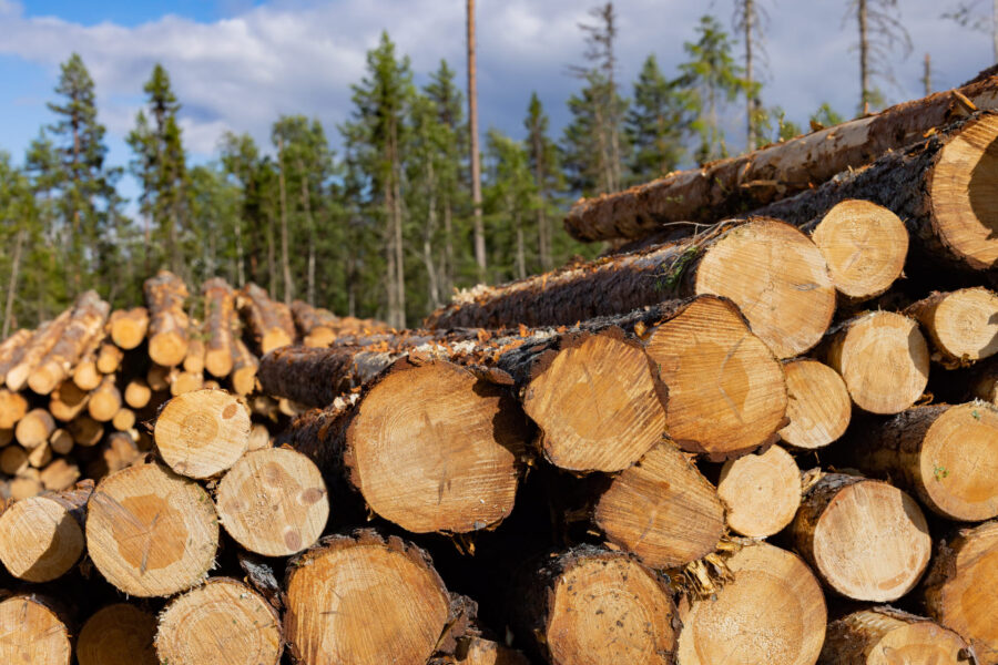 Något sämre än väntat från SCA - SCA skog