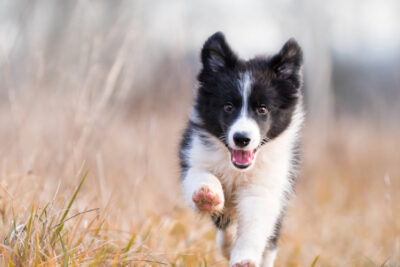 hund vimian