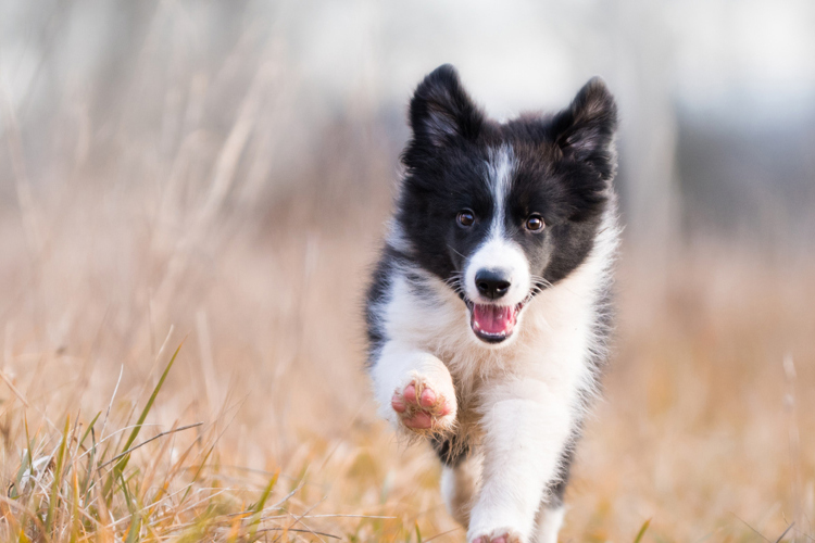 Vimians VD köper aktier för 0,6 miljoner - hund vimian