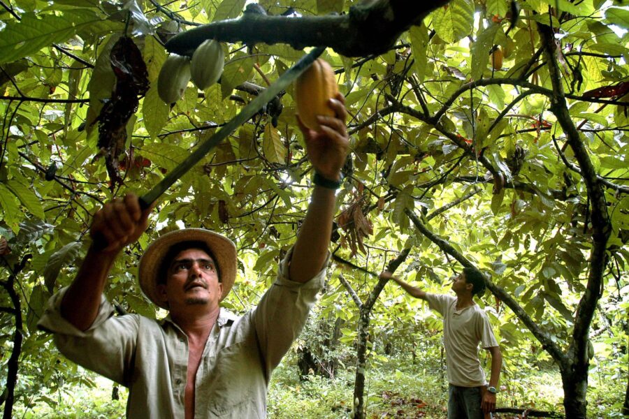 Kakaoterminer faller på regn i Västafrika - Kakaoplantage