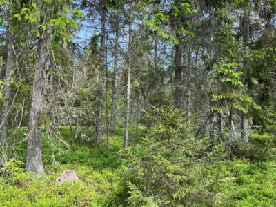 skog