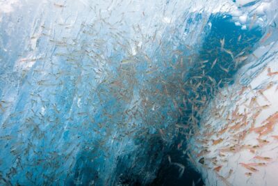 Aker-BioMarine-unveils-ambitious-sustainability-goals-towards-2030