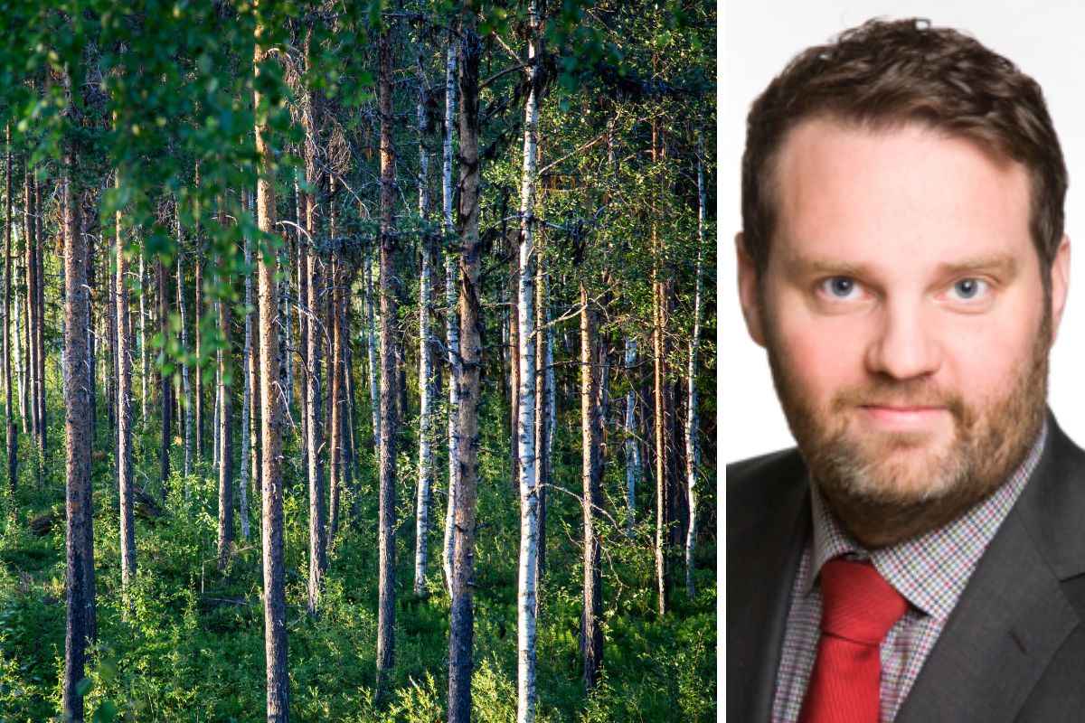 Skogspriserna faller i hela landet - ner 20% i norr