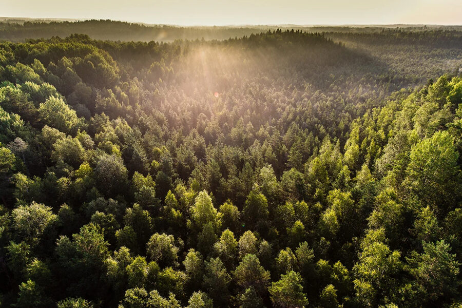 Stora Enso rusar på översyn av skogstillgångar - skog stora enso