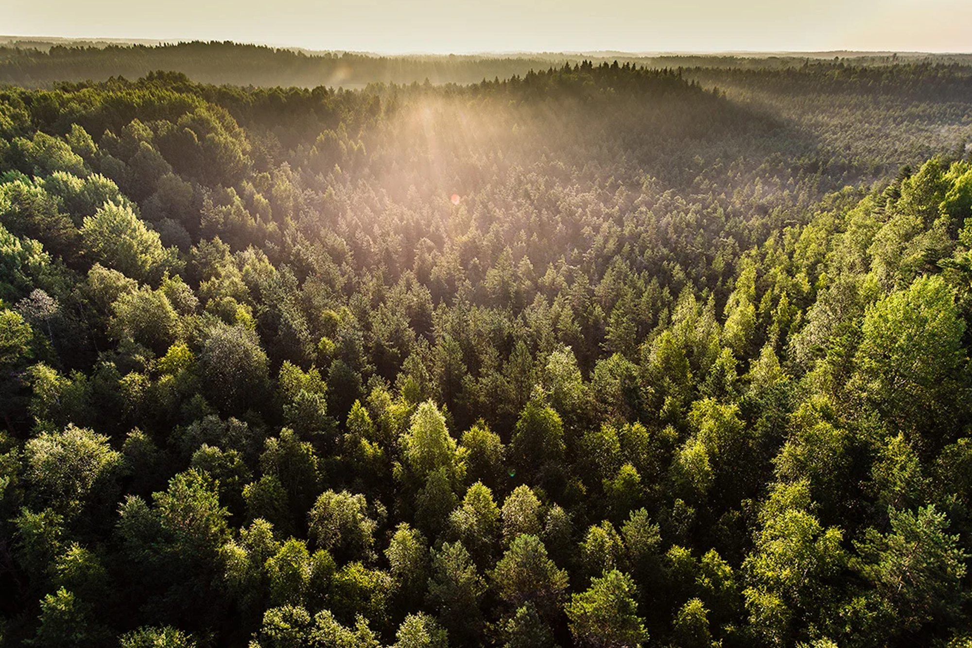Stora Enso rusar på översyn av skogstillgångar