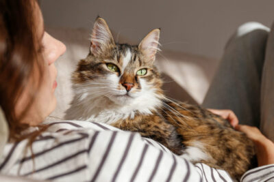 3-cat-sitting-on-a-person-72dpi